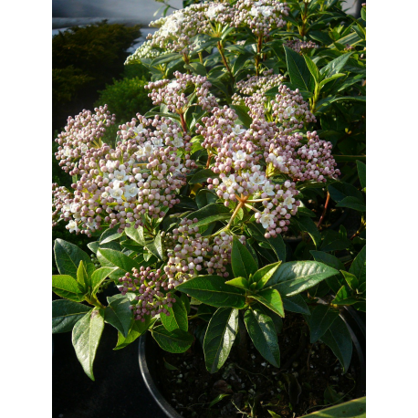 КАТ.№ 101190 Viburnum tinus 30/40