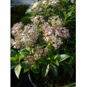 КАТ.№ 101190 Viburnum tinus 30/40