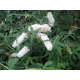 Buddleja 'White Profusion' 40/60 будлея