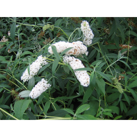 Buddleja 'White Profusion' 40/60 будлея