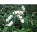  Buddleja 'White Profusion' 40/60 будлея