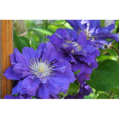 Clematis Kiri te Kanawa КЛЕМАТИС