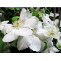 Клематис (Clematis 'Jerzy Popieluszko)