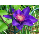 Клематис (Clematis Multi Blue)