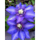 Clematis Multi Blue КЛЕМАТИС