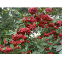 COTONEASTER Котонеастер