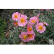 HELIANTHEMUM Хелиантемум