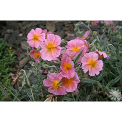 HELIANTHEMUM Хелиантемум