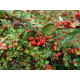 COTONEASTER Котонеастер