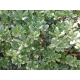 PITTOSPORUM Питоспорум