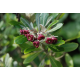 PITTOSPORUM Питоспорум