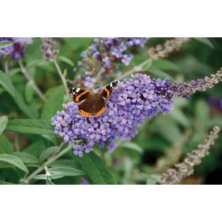 BUDDLEIA (Будлея-пеперуден храст)