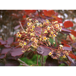 COTINUS Котинус (смрадлика)