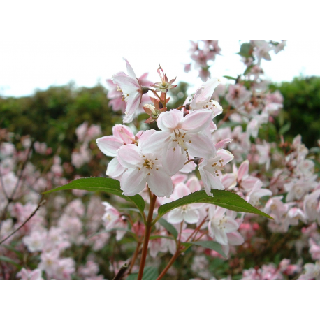 DEUTZIA Дойция