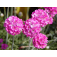 Armeria maritima 'Nifty Thrifty' армерия