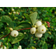 SYMPHORICARPOS Симфорикарпус