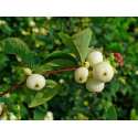 SYMPHORICARPOS Симфорикарпус