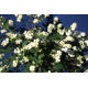 SYMPHORICARPOS Симфорикарпус