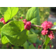 SYMPHORICARPOS Симфорикарпус