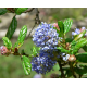 CEANOTHUS Цеанотус (калифорнийски люляк) 