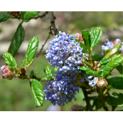 CEANOTHUS Цеанотус (калифорнийски люляк) 