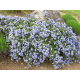 CEANOTHUS Цеанотус (калифорнийски люляк) 