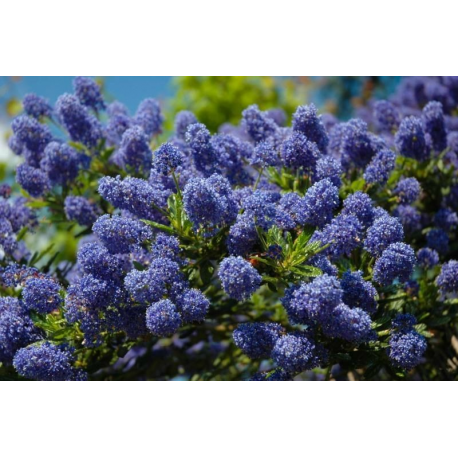 CARYOPTERIS Кариоптерис