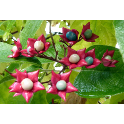 CLERODENDRUM (Клеродендрум) 