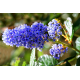 CEANOTHUS Цеанотус (калифорнийски люляк)