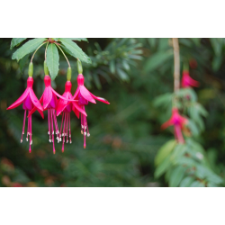 FUCHSIA Фукция