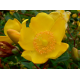 HYPERICUM Xипepиĸyм 