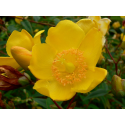 HYPERICUM Xипepиĸyм 