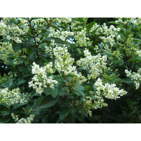 LIGUSTRUM Лигуструм