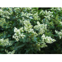 LIGUSTRUM Лигуструм