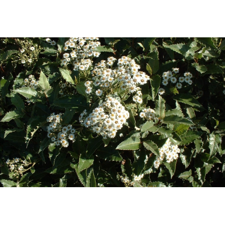 OLEARIA Олеария