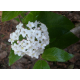 VIBURNUM Вибурнум