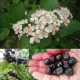 CRATAEGUS Кратаегус (глог)