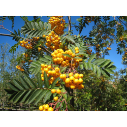 SORBUS Сорбус (калина,офика)