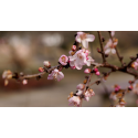 Prunus davidiana ПРУНУС