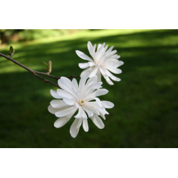 Magnolia stellata МАГНОЛИЯ СТЕЛАТА