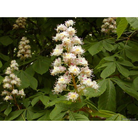 Aesculus ЕСКУЛУС (КОНСКИ КЕСТЕН)