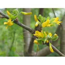 Caradana arborescens КАРАГАНА