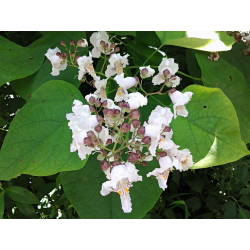 Catalpa bignoiodes КАТАЛПА