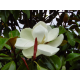 Magnolia grandiflora МАГНОЛИЯ ГРАДИФЛОРА