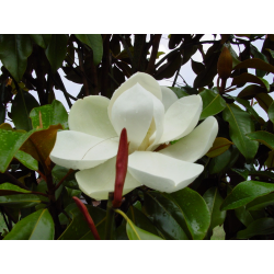 Magnolia grandiflora МАГНОЛИЯ ГРАДИФЛОРА