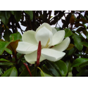 Magnolia grandiflora МАГНОЛИЯ ГРАДИФЛОРА