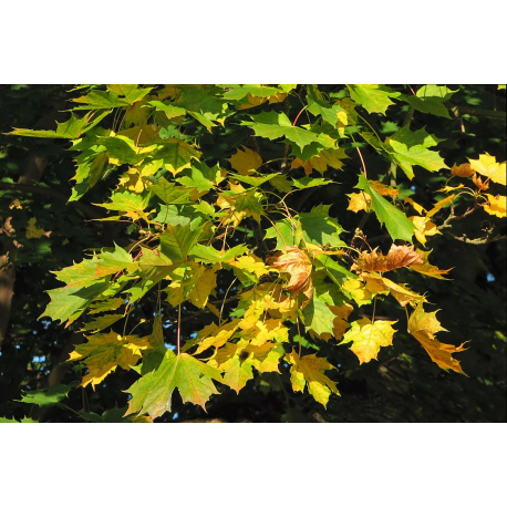 Acer platanoides АЦЕР 