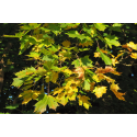 Acer platanoides АЦЕР 