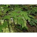 Acer pseudoplatanus АЦЕР