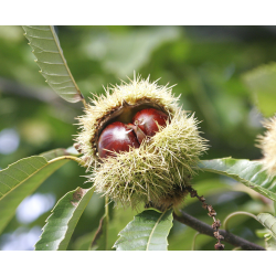 Castanea КАСТАНЕЯ (сладък кестен)